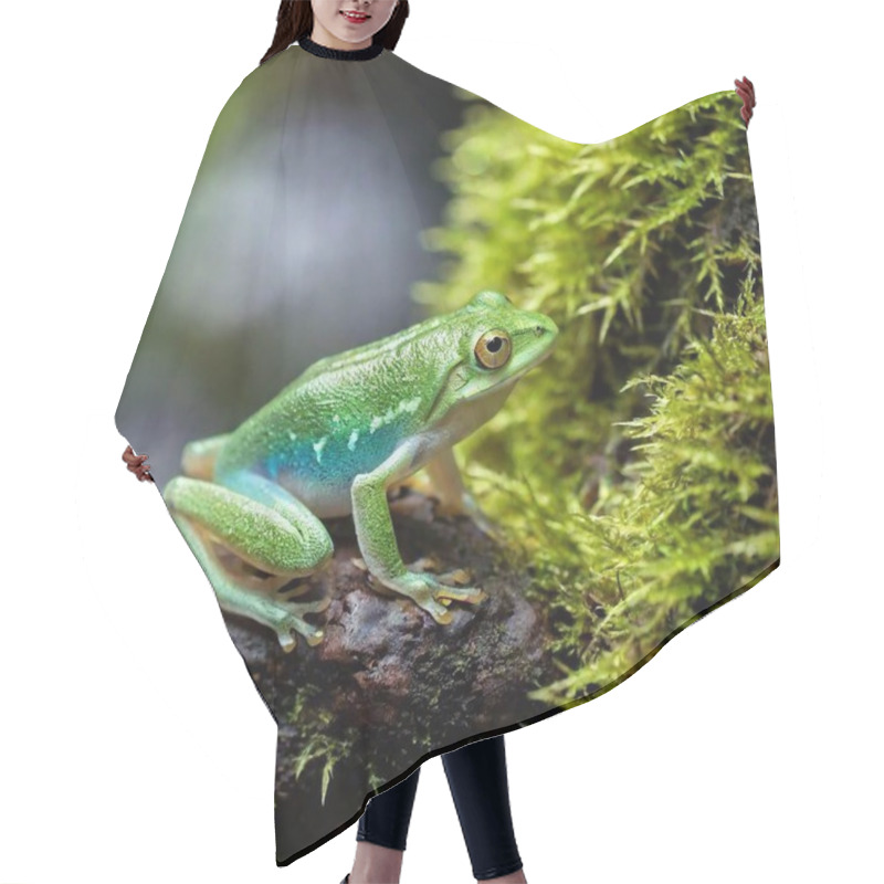 Personality  Macro Shot Of A Green Frog In A Misty Rainforest Setting Hair Cutting Cape