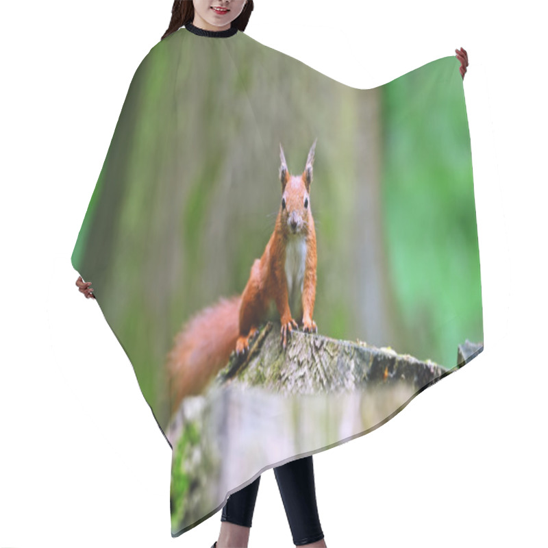 Personality  Squirrel Hair Cutting Cape