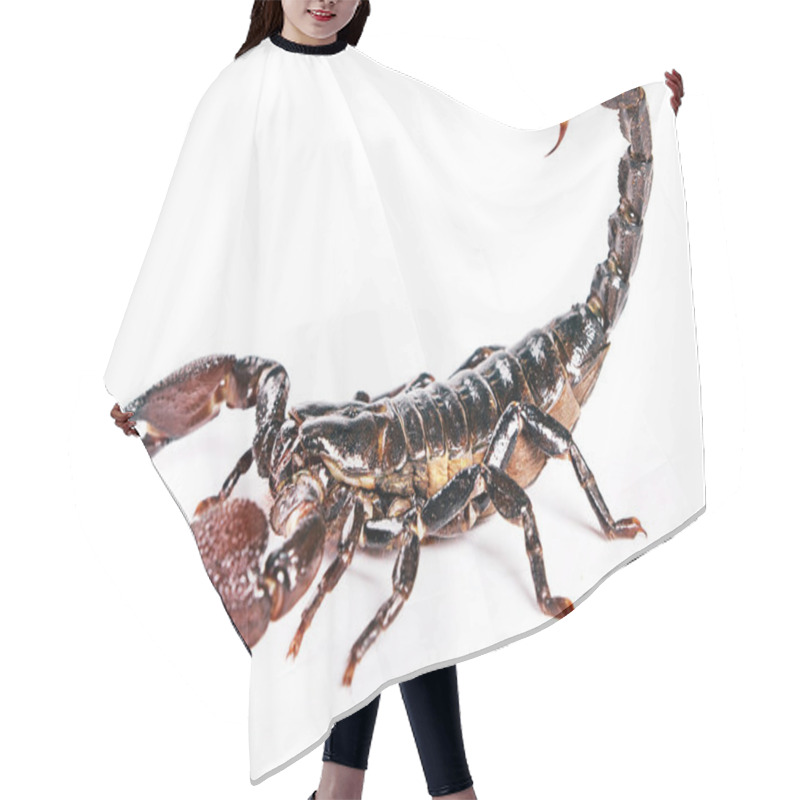 Personality  Scorpion Hair Cutting Cape