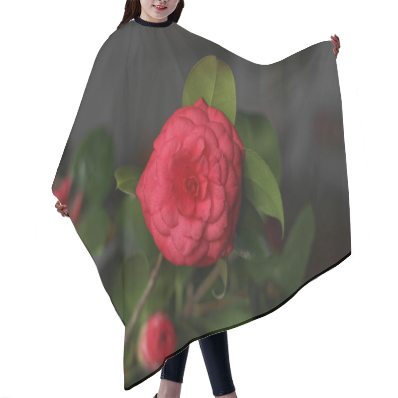 Personality  Red Camellia Flower, On A Dark Blurred Background  Hair Cutting Cape