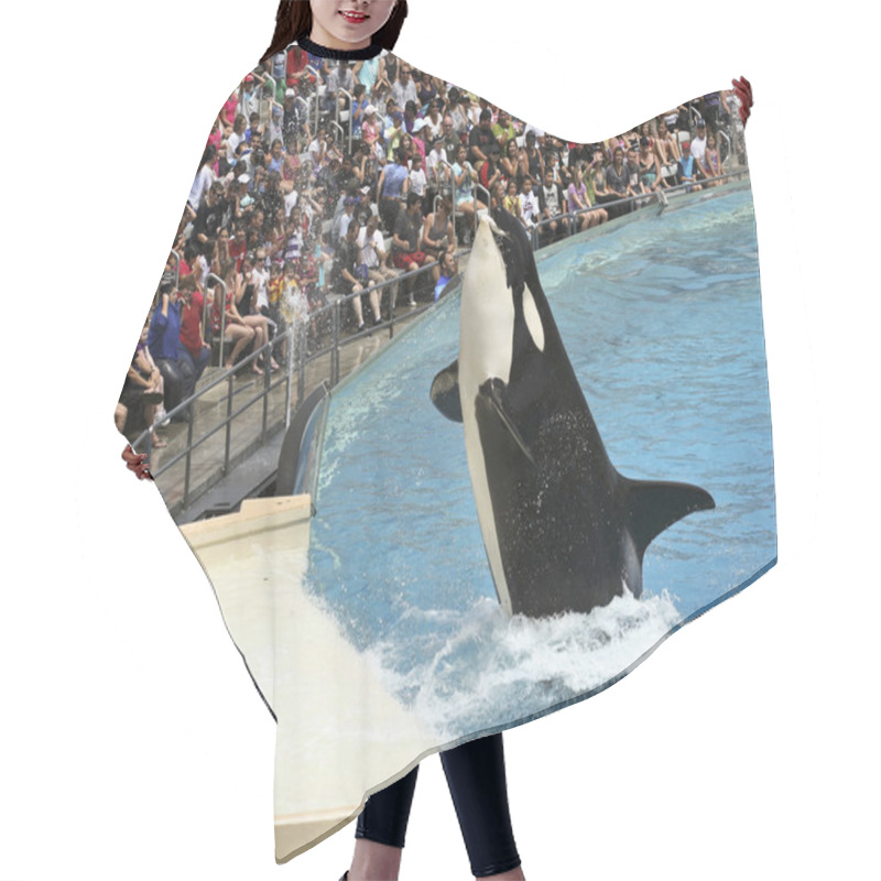 Personality  A Killer Whale Catches A Fish In An Oceanarium Show Hair Cutting Cape