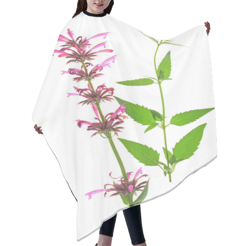 Personality  Mexican Riesenysop (agastache Mexicana,syn. Cedronella Mexicana),bloomer Exempted Before White Background Hair Cutting Cape