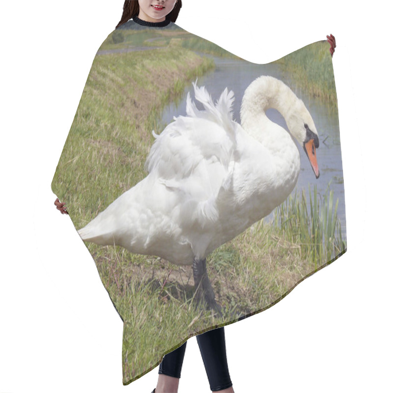 Personality  Mute Swan Standing On The Bank Of A River With Blowing Feathers  Hair Cutting Cape