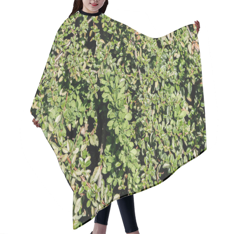 Personality  Full Frame Image Of Branches With Green Leaves Background Hair Cutting Cape