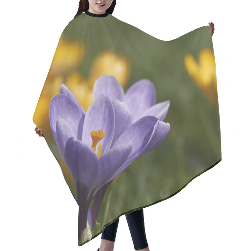 Personality  Meadow Crocuses, Spring Flowers Petals Hair Cutting Cape