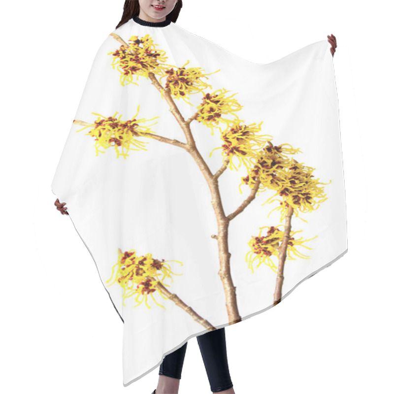 Personality  Blooming Branch Of Witch Hazel (hamamelis) Released Against A White Background Hair Cutting Cape