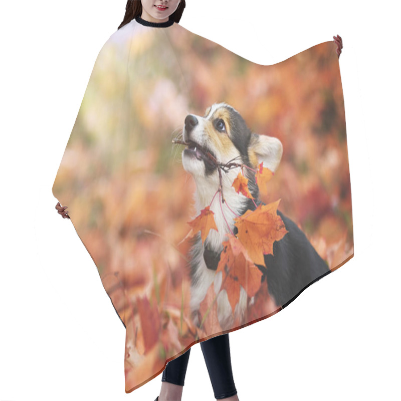 Personality  Welsh Corgi Puppy In Autumn Leaves Hair Cutting Cape