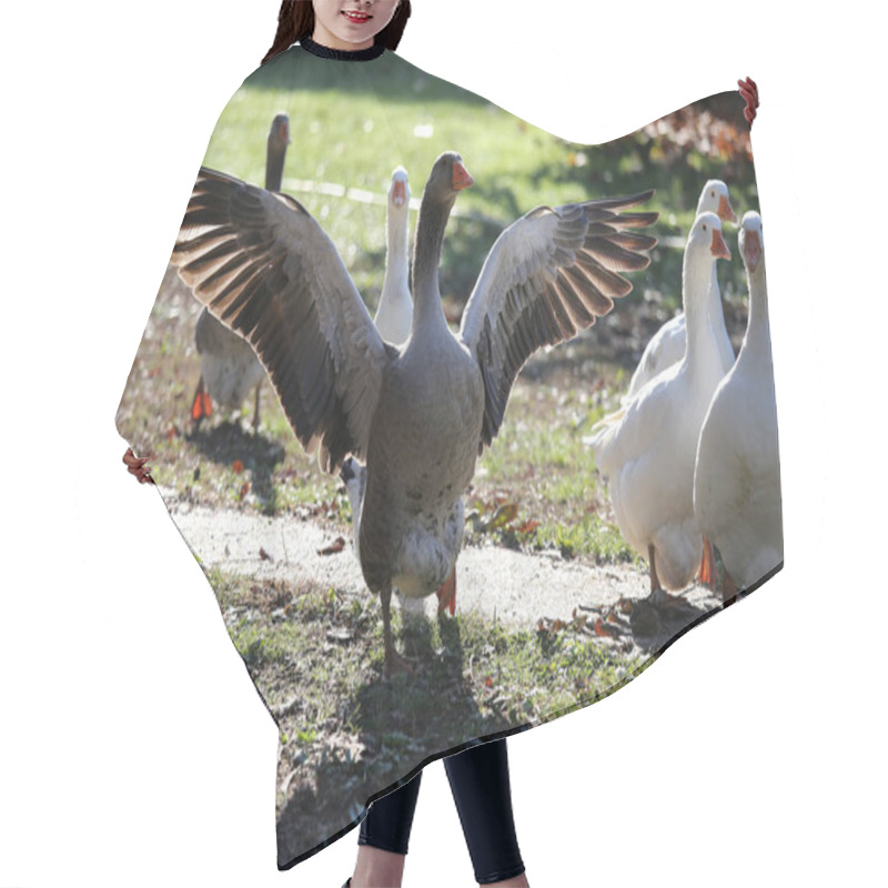 Personality  Closeup Of White And Grey Adult Geese On Farm Yard. Domestic Goose Hair Cutting Cape