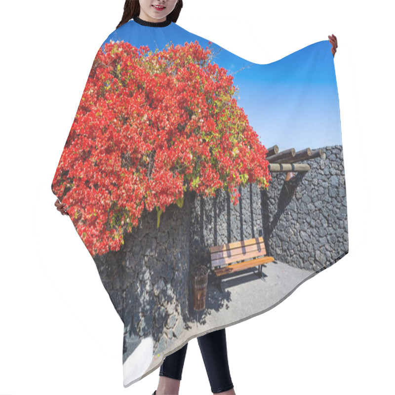 Personality  Street Springtime View Of A Gorgeous And Peaceful Garden With Wooden Bench Under Huge Bush With Red Blossoms Next To Huge Volcanic Stones Wall And A Litter Bin In Lanzarote, Canary Islands, Spain Hair Cutting Cape