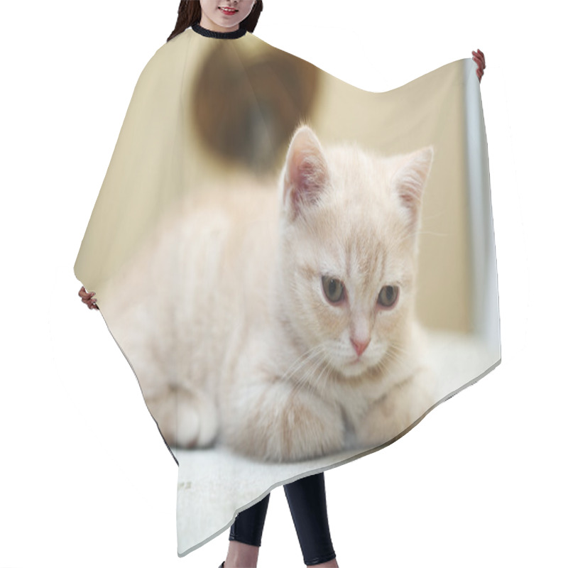 Personality  Kitten Hair Cutting Cape