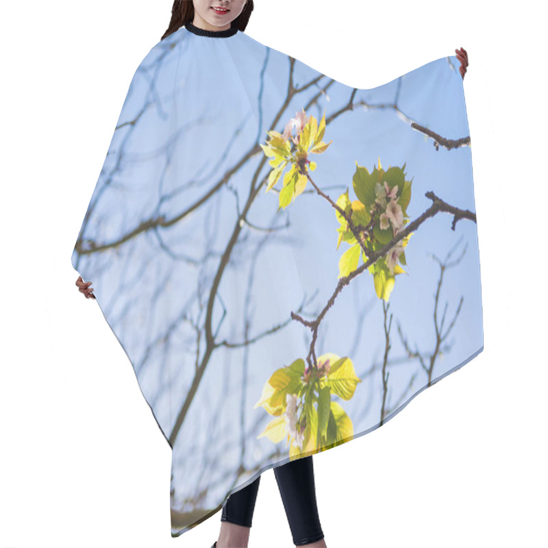 Personality  Flowers On Branches Of Tree Against Cloudless Blue Sky  Hair Cutting Cape