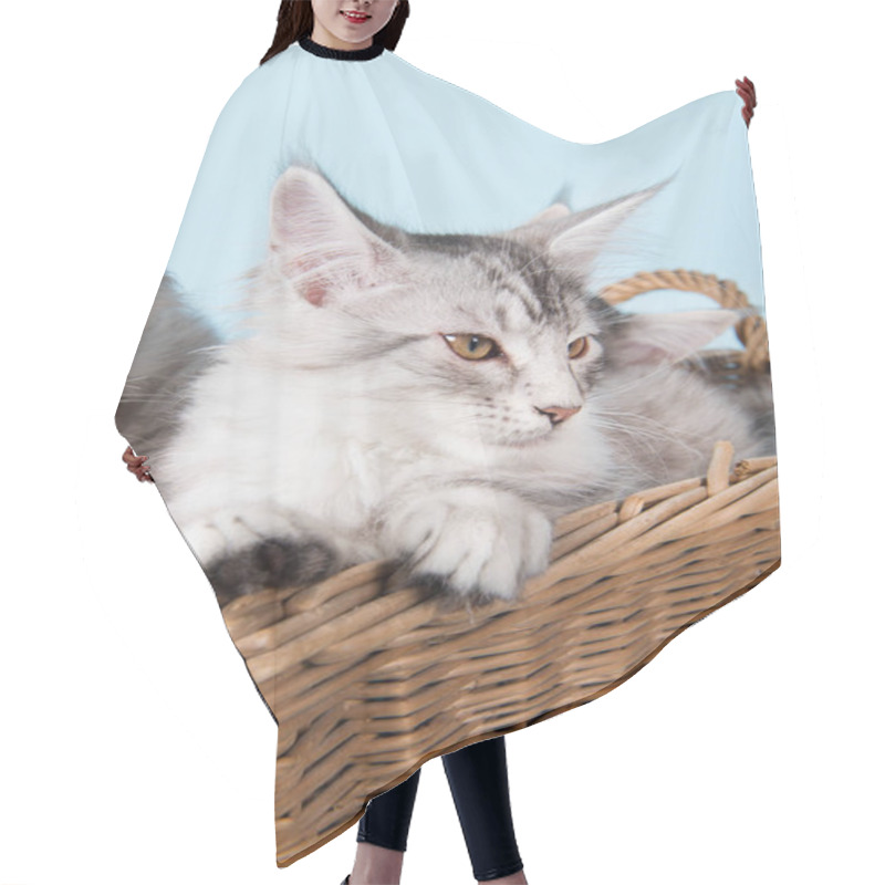 Personality  Maine Coon Kittens In Basket Hair Cutting Cape