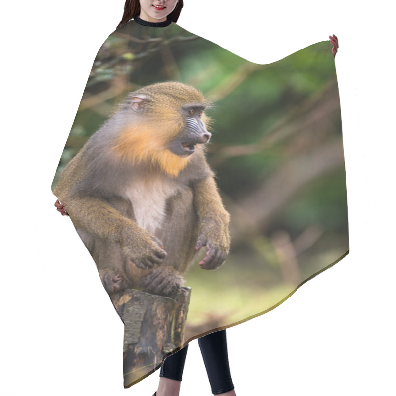 Personality  Male Mandrill Hair Cutting Cape