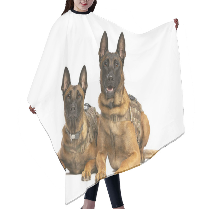 Personality  Two Belgian Malinois Dogs In Front Of A White Background Hair Cutting Cape