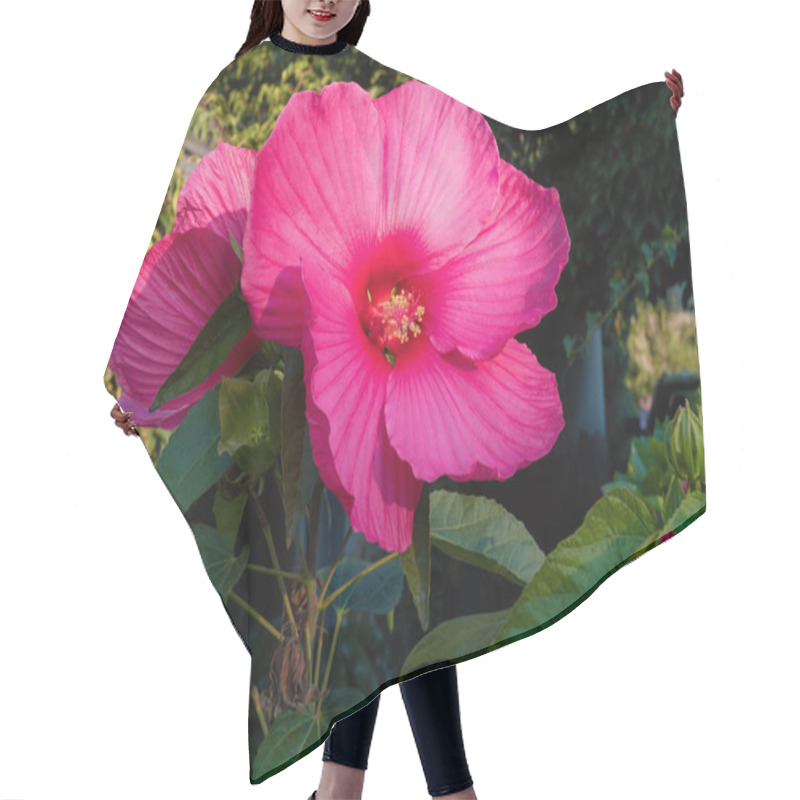 Personality  Blooming Big And Beautiful Swamp Rose Mallow (Hibiscus Moscheutos) In Autumn Garden Hair Cutting Cape