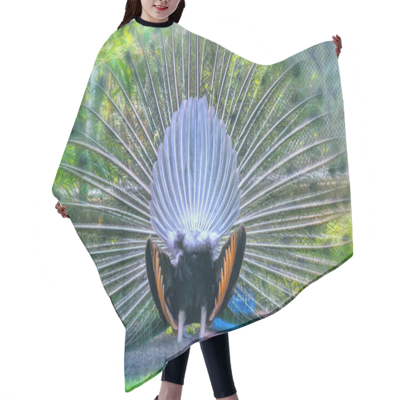 Personality  Peacock In The Wildlife Sanctuary. The Males Have Long Shiny Green Feathers, Each With Feathers In Green, Red, Bronze, And Brown, When Tail Dance Spreads Out To Form Nanotubes To Attract Females. Hair Cutting Cape