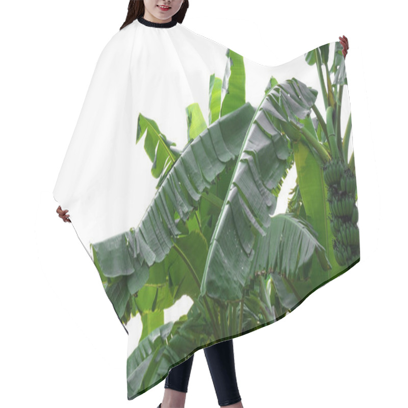 Personality  Green Banana Leaf , Green Tropical Foliage Texture Isolated On White Background Of File With Clipping Path . Hair Cutting Cape