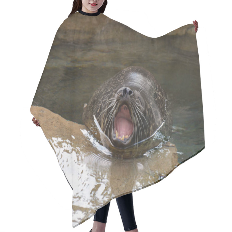 Personality  A Harbor Seal Hair Cutting Cape