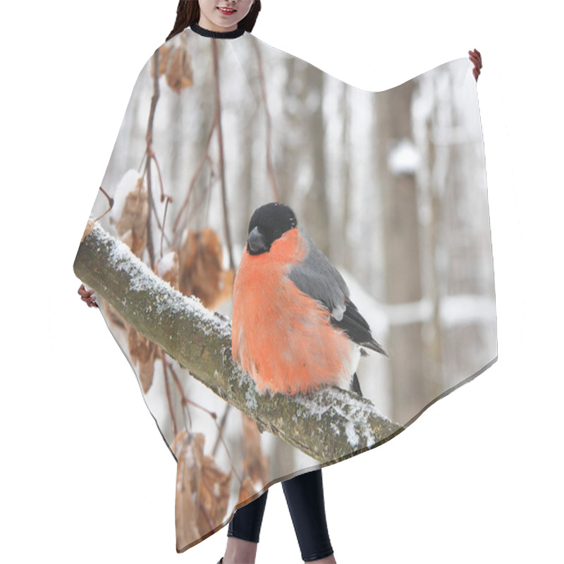 Personality  The Bullfinch Sits On A Branch Hair Cutting Cape