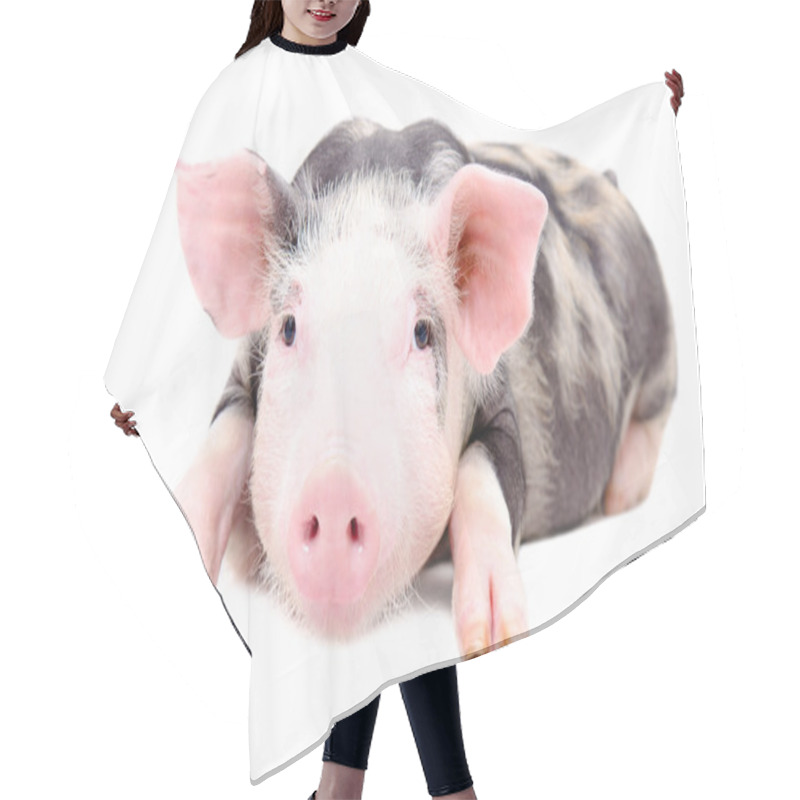 Personality  Portrait Of The Little Pig Hair Cutting Cape