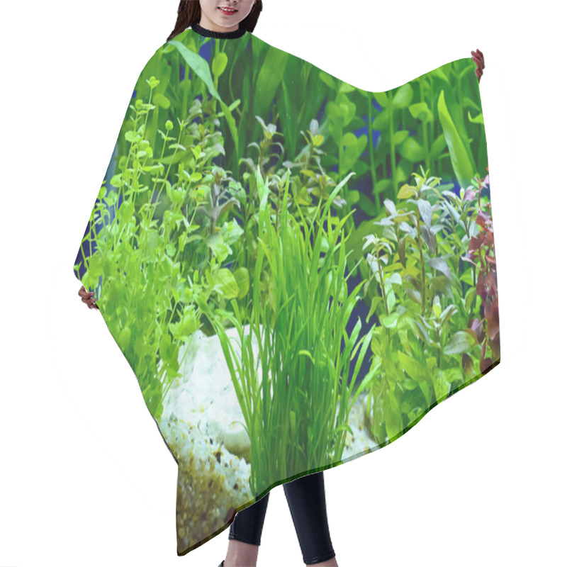 Personality  Water Plant Or Aquatic Plant Or Aquatic Weed Hair Cutting Cape