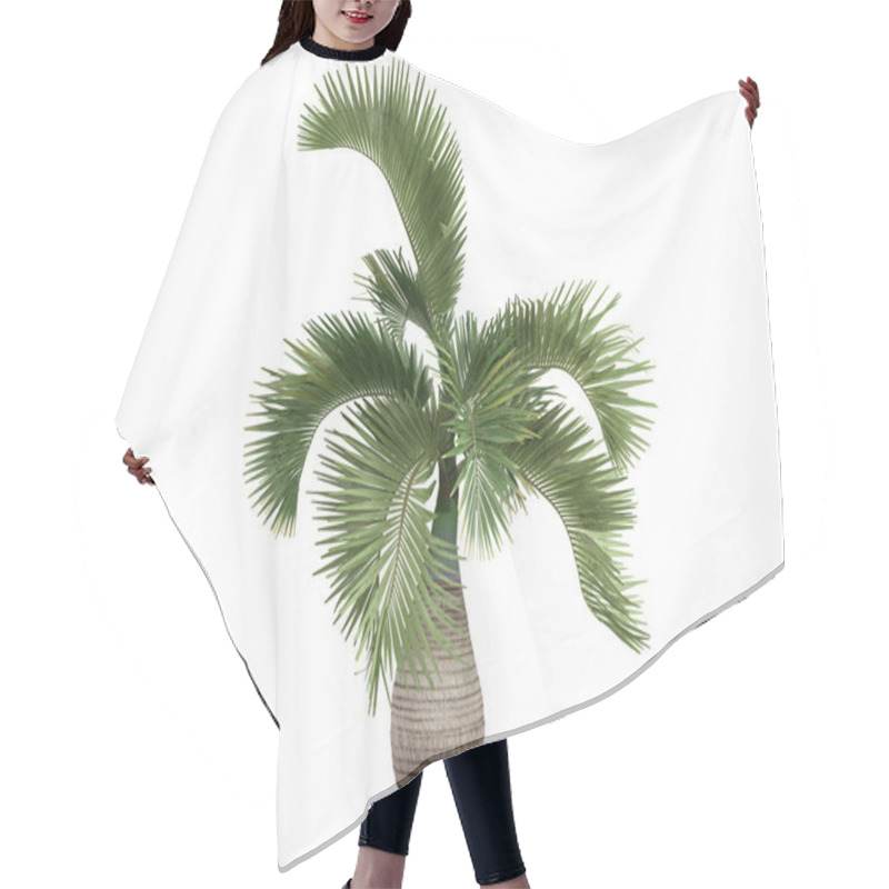 Personality  Bottle Palm Or Hyophorbe Lagenicaulis Hair Cutting Cape