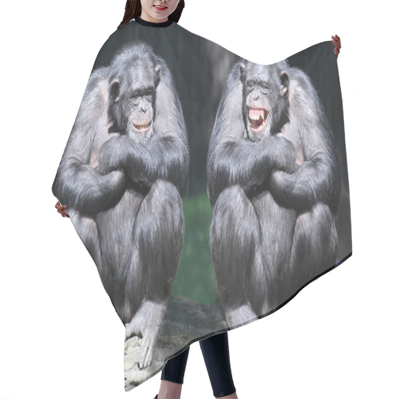 Personality  Two Chimpanzees Have A Fun. Hair Cutting Cape