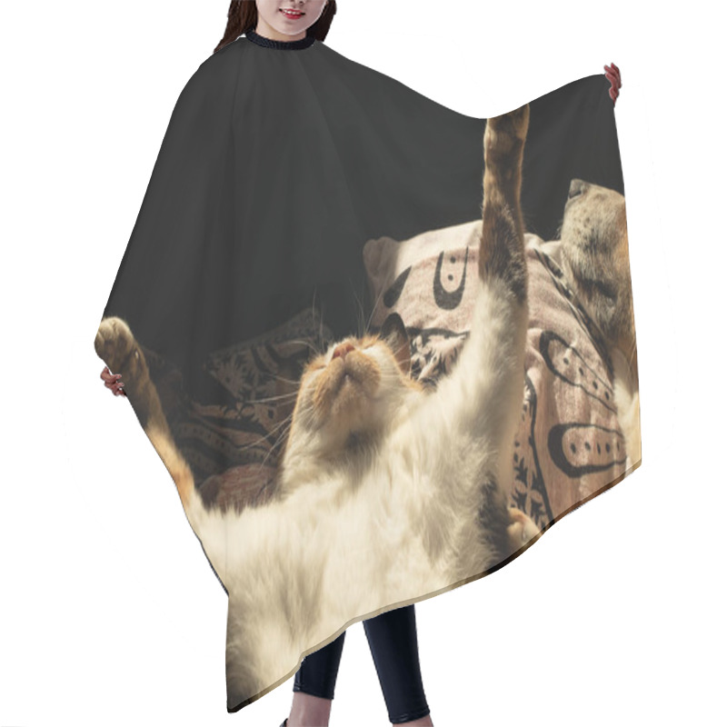 Personality  Cute Cat Stretches In Bed Hair Cutting Cape