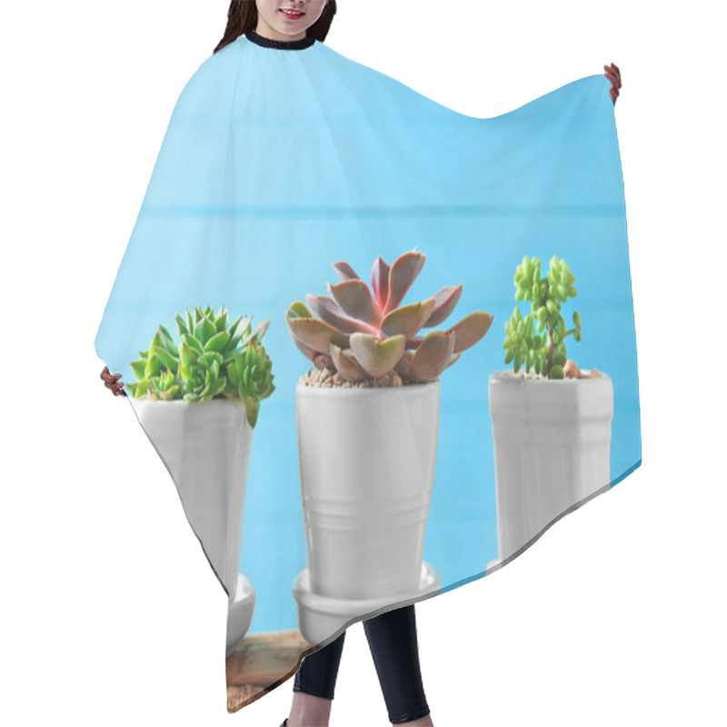 Personality  Pots With Beautiful Succulents Hair Cutting Cape