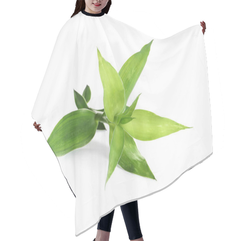 Personality  Beautiful Green Bamboo Leaves On White Background Hair Cutting Cape