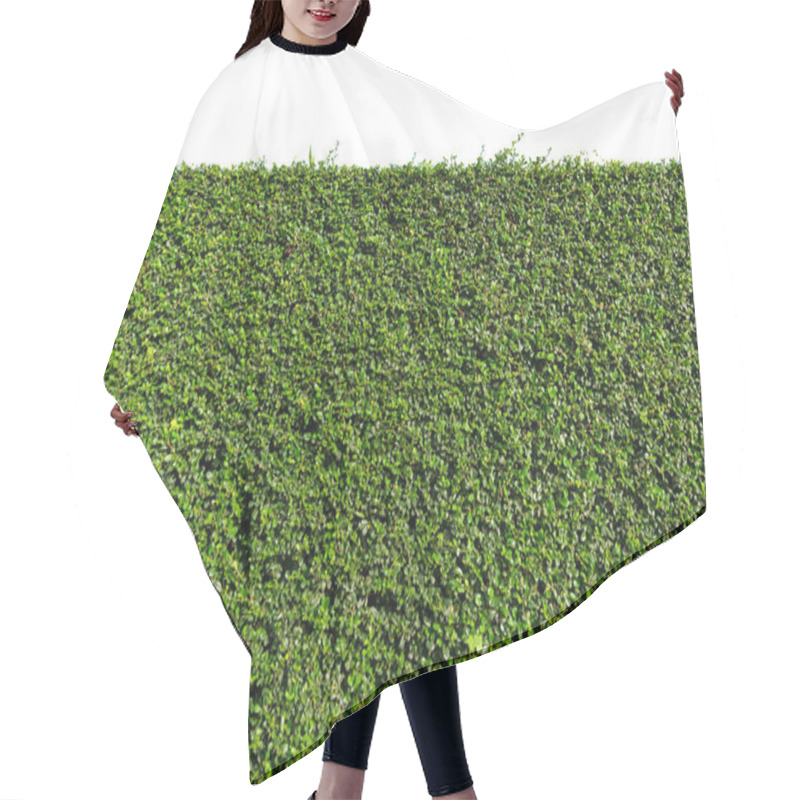 Personality  Green Tree Wall Fence With Concrete Floor Isolated On White Background For Park Or Garden Decorative. Hair Cutting Cape