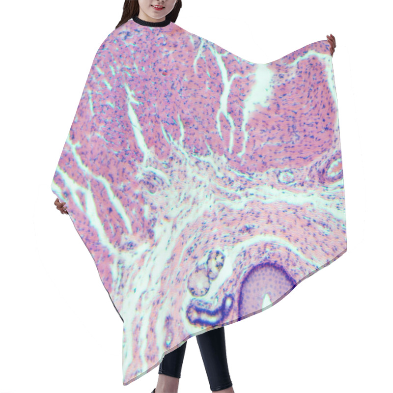 Personality  Stratified Squamous Epithelium Hair Cutting Cape