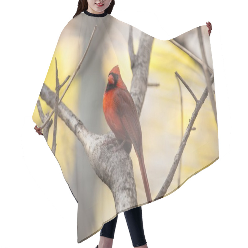 Personality  Northern Cardinal (Cardinalis Cardinalis) Hair Cutting Cape