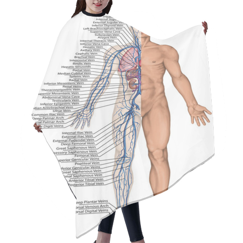 Personality  Human Bloodstream - Didactic Board Of Anatomy Of Blood System Of Human Circulation Sanguine, Cardiovascular, Vascular And Venous System Hair Cutting Cape