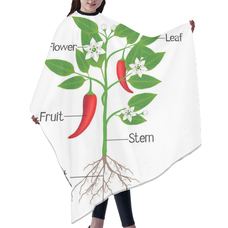 Personality  An Illustration Showing Parts Of A Chili Pepper Plant. Hair Cutting Cape