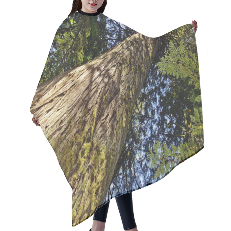 Personality  Old Growth Cedar Hair Cutting Cape