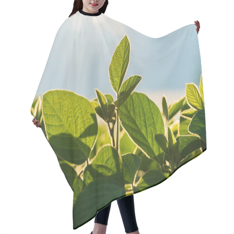 Personality  A Lush Field Of Young Soybeans Flourishes Under Warm Sunlight, Displaying Vibrant Green Leaves Against A Bright Background, Highlighting Healthy Agriculture In Summer. Hair Cutting Cape