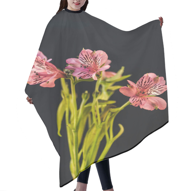 Personality  Studio Shot Of Pink Alstroemeria Flowers, Isolated On Black Hair Cutting Cape