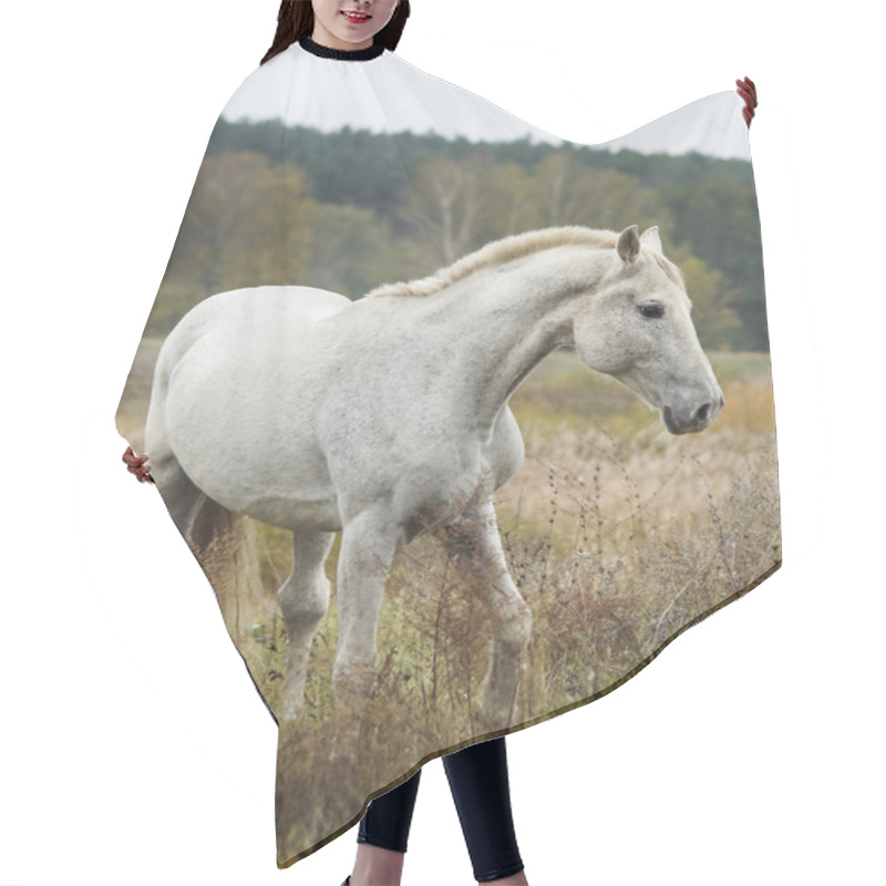 Personality  Gray Horse Standing In A Field On A Dry Grass In The Autumn Hair Cutting Cape