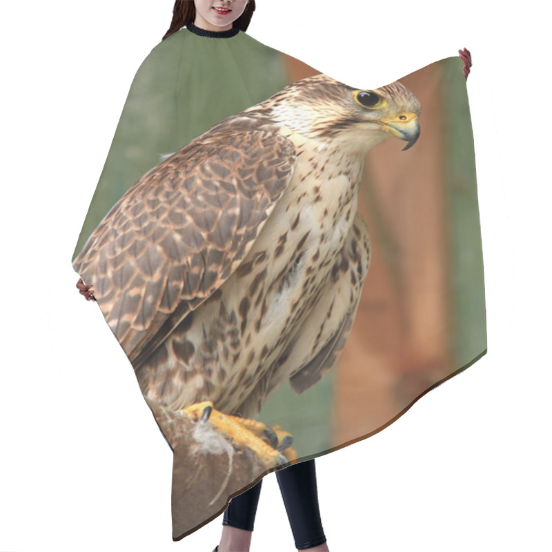 Personality  Falcon Hair Cutting Cape