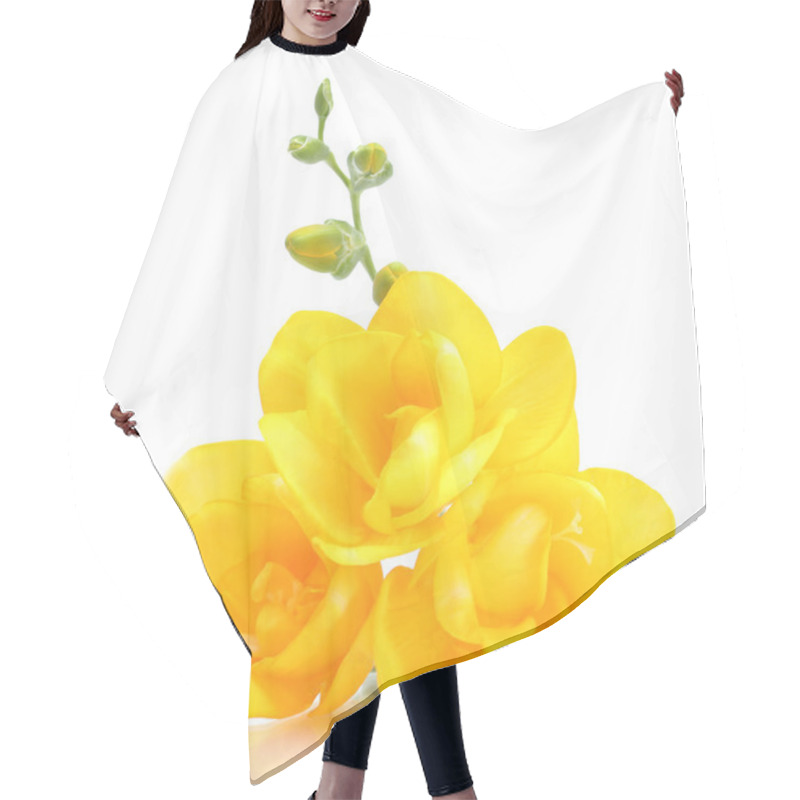 Personality  Beautiful Yellow Freesia Isolated On White Hair Cutting Cape