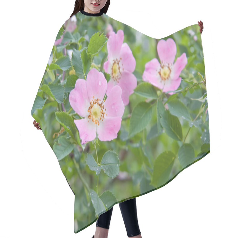 Personality  Dog Rose Rosa Canina Flowers Hair Cutting Cape