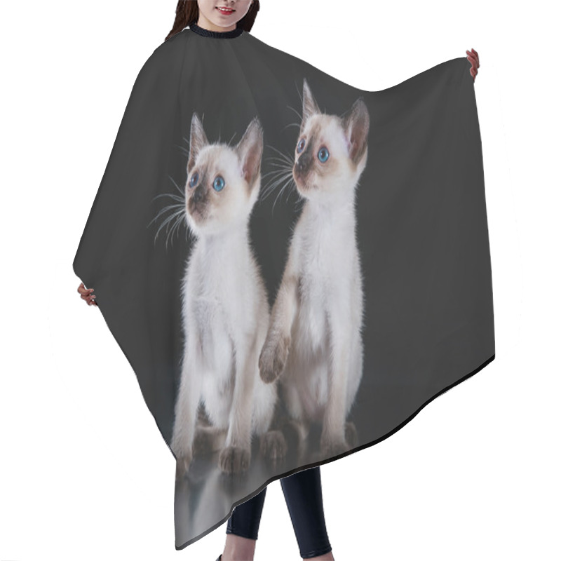 Personality  Burma Kitten. Portrait On A Black Background Hair Cutting Cape