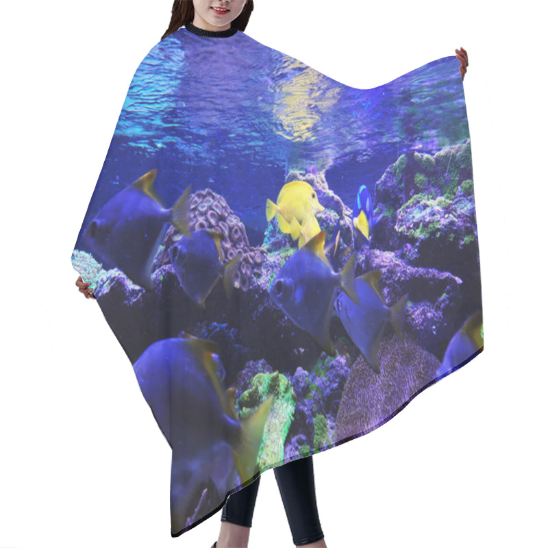 Personality  Yellow And Blue Aquarium Fish Hair Cutting Cape