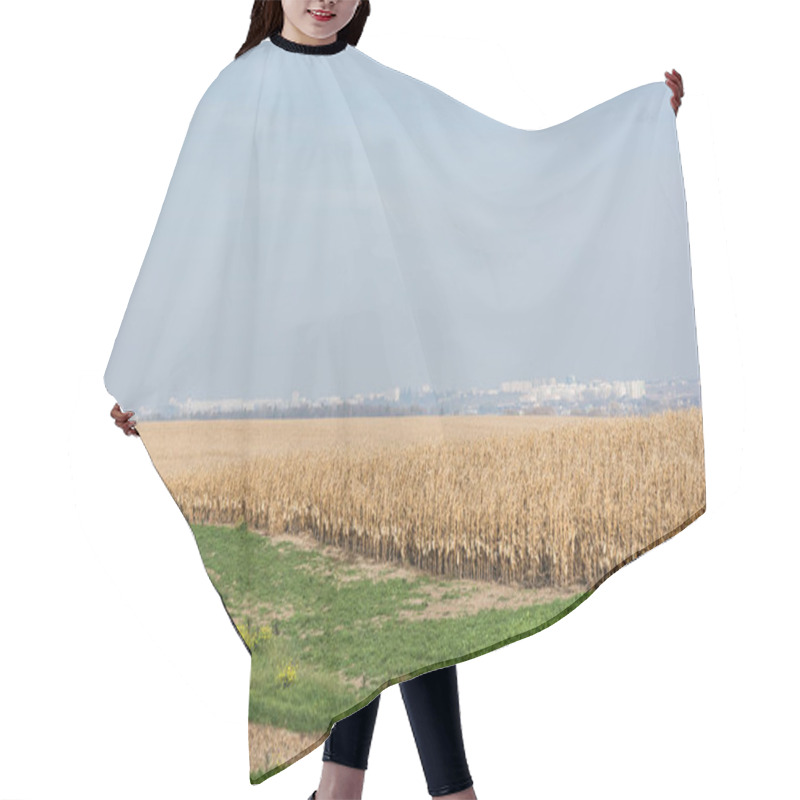 Personality  Golden Rye Field Near Green Grass Against Blue Sky  Hair Cutting Cape