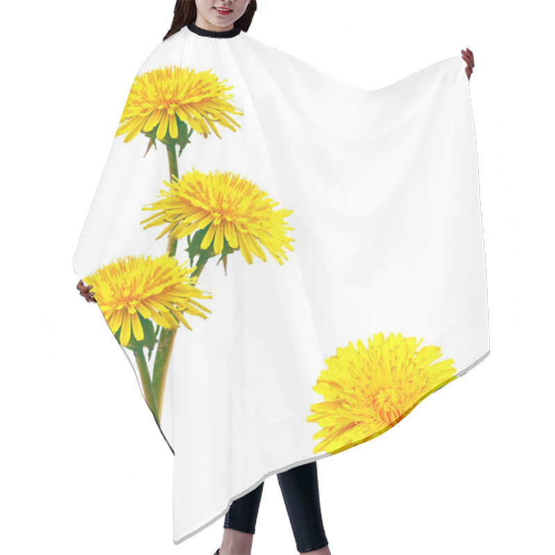 Personality  Fluffy Dandelion Flower Isolated On White Background. Hair Cutting Cape