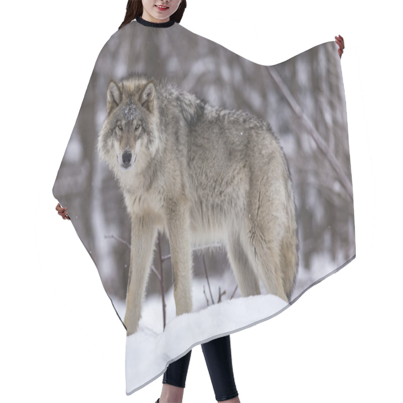 Personality  A Lone Timber Wolf Hair Cutting Cape