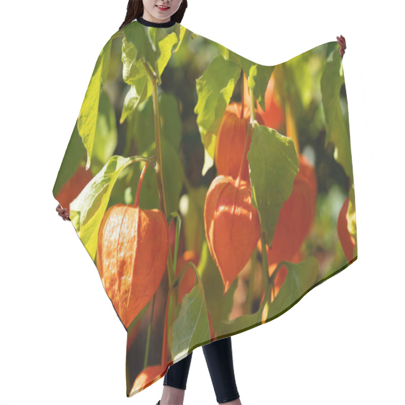 Personality  The Orange Fruit Physalis Peruviana Hair Cutting Cape