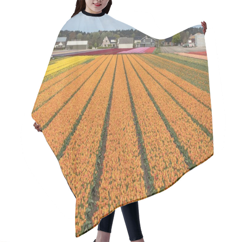 Personality  Tulip Fields Of The Bollenstreek, South Holland, Netherlands  Hair Cutting Cape