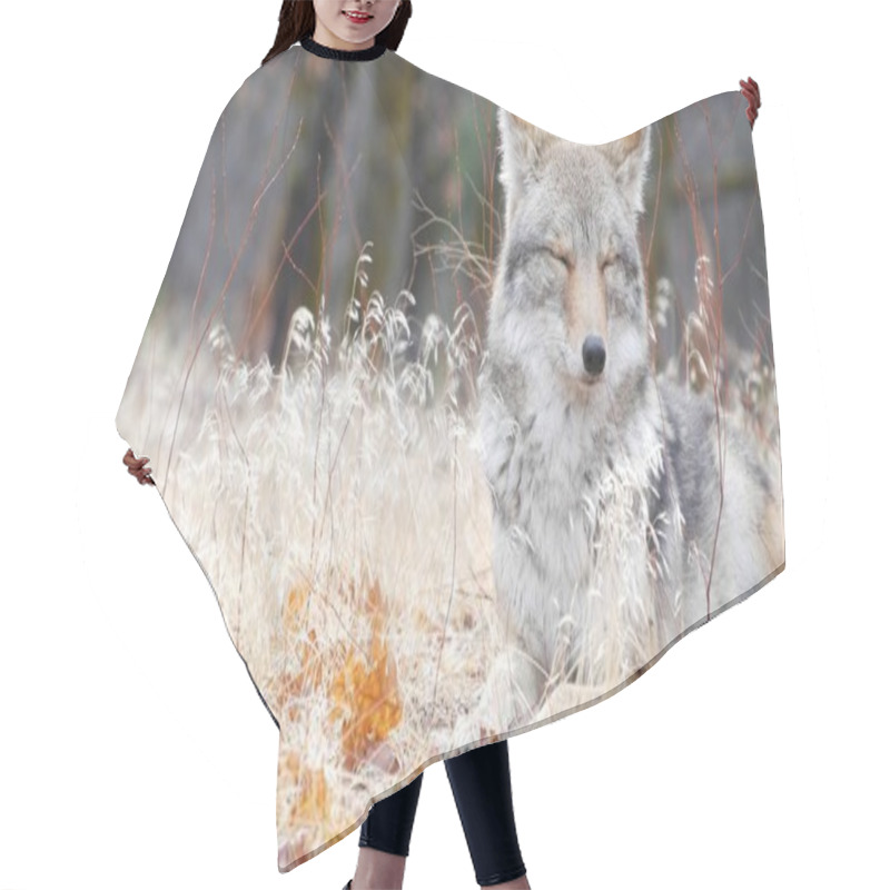 Personality  Wolf Coyote Or Coywolf Portrait, Head Face And Eyes. Autumn Fall Forest Wildlife Hair Cutting Cape